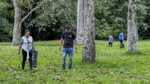 Sementes de seringueira são colhidas e levadas ao Parque Natural