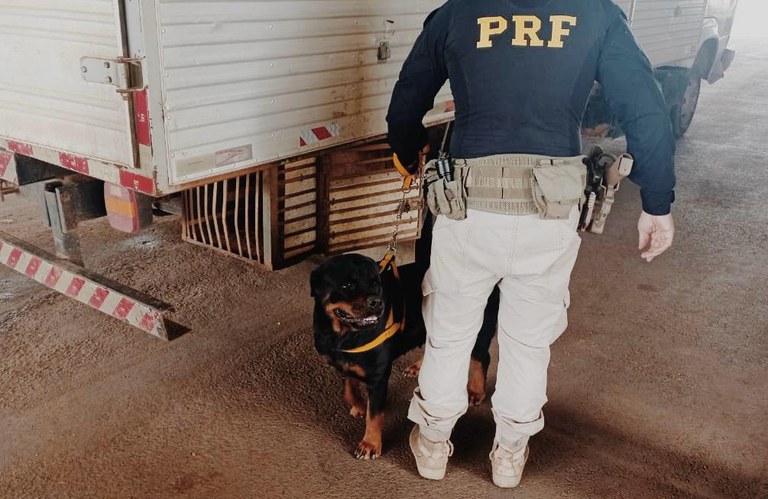 PRF prende homem por maus tratos a animais em Ji-Paraná