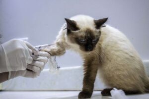 Clínica veterinária pública será lançada na capital
