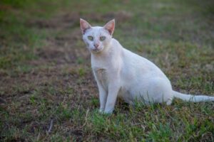 Prefeitura de Porto Velho oferece atendimento veterinário e castração gratuita para cães e gatos