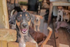 www.deixaeutefalar.com.br População deve ficar alerta contra crime de maus-tratos aos animais