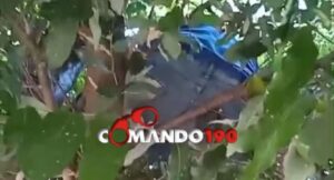 Suspeito é capturado em árvore pela PM após tentativa de furto em Ji-Paraná
