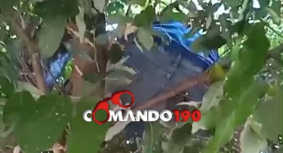 Suspeito é capturado em árvore pela PM após tentativa de furto em Ji-Paraná