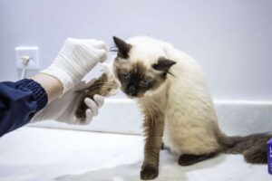 Parte dos serviços de bem-estar animal continua disponível; meta é retomar todos os atendimentos