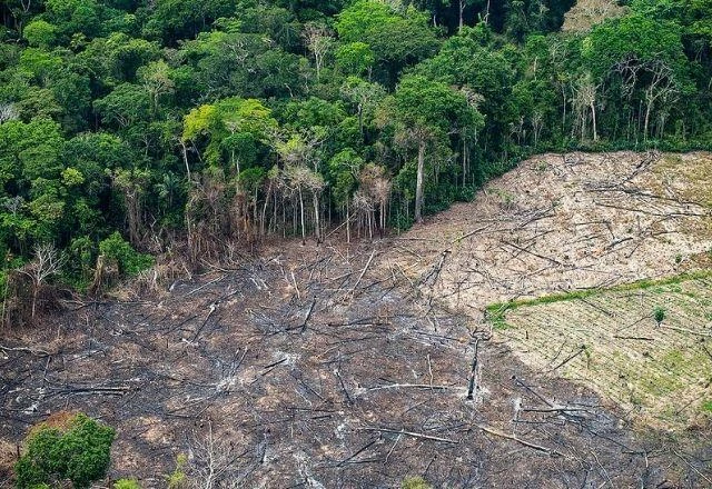 Desmatamento na Amazônia Cai 46%, mas Bate Recorde no Cerrado