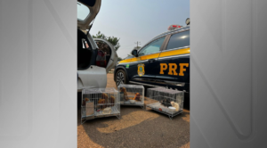 PRF pega motorista traficando animais em extinção em Porto Velho
