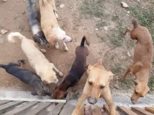www.deixaeutefalar.com.br Vereadora da Capital que trabalha com animais envolvida em suposta corrupção