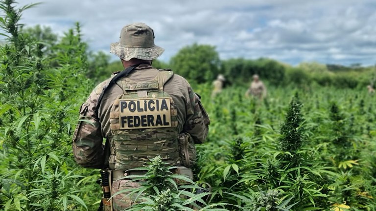 Polícia Federal erradica 335 Mil pés de maconha em Operação Carcará no Sertão de Pernambuco