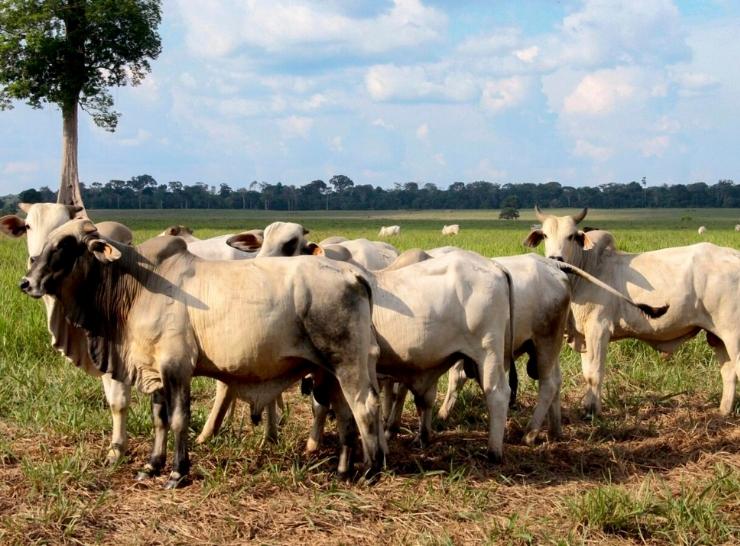 Rondônia perde mais da metade das vendas pro exterior por causa do “tarifaço” americano Rondônia perde mais da metade das vendas pro exterior por causa do “tarifaço” americano