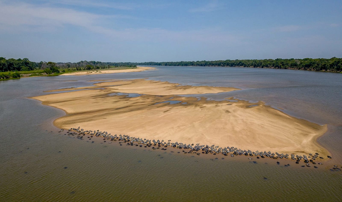 Cheia histórica do Rio Guaporé desafia desova das tartarugas e acende alerta ambiental em Rondônia