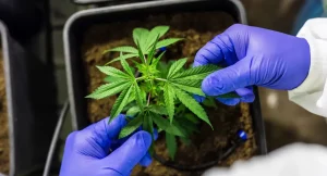 www.deixaeutefalar.com.br Justiça Federal autoriza cultivo de cannabis medicinal em Porto Velho