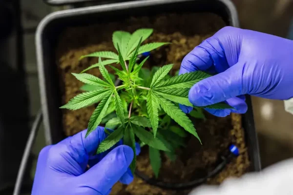 Justiça Federal autoriza cultivo de cannabis medicinal em Porto Velho