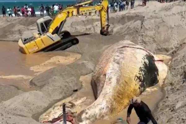 Baleia-jubarte de 13 metros é enterrada em praia de Icapuí, no Ceará