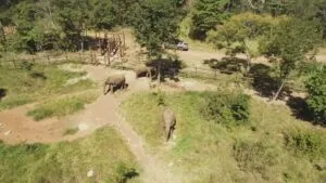 Elefante Sandro chega ao 1º Santuário de Elefantes do Brasil em MT Elefante Sandro chega ao 1º Santuário de Elefantes do Brasil em MT