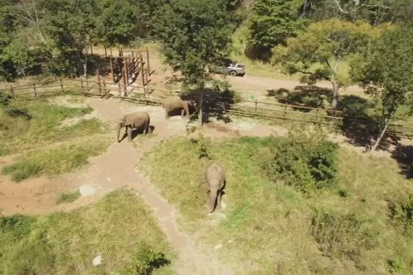 Elefante Sandro chega ao 1º Santuário de Elefantes do Brasil em MT