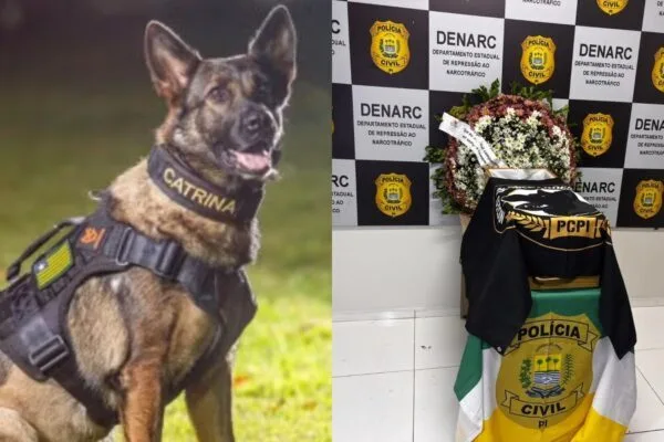 Cadela Catrina, da PC-PI, morre após 2,6 mil operações policiais