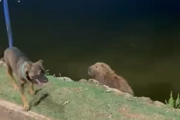Capivara expulsa cachorro em parque de Cuiabá; veja riscos Capivara expulsa cachorro em parque de Cuiabá; veja riscos