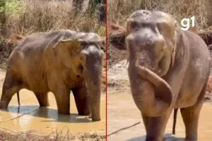 Elefante Sandro entra em lagoa pela 1ª vez em santuário no MT Elefante Sandro entra em lagoa pela 1ª vez em santuário no MT
