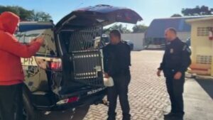 www.deixaeutefalar.com.br Casal é preso por roubo de cargas em rodovias do Paraná