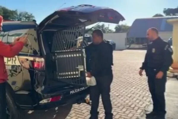 Casal é preso por roubo de cargas em rodovias do Paraná Casal é preso por roubo de cargas em rodovias do Paraná
