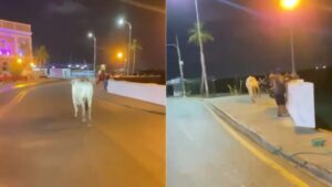 www.deixaeutefalar.com.br Boi cai no mar após atingir homem em avenida de São Luís