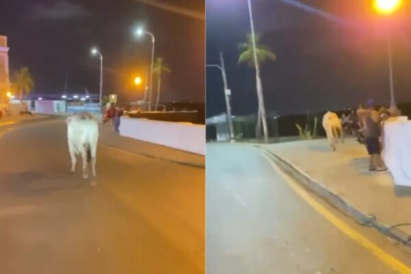 Boi cai no mar após atingir homem em avenida de São Luís