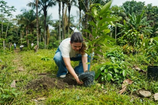 FRAM registra 661 árvores plantadas em dois anos na Amazônia FRAM registra 661 árvores plantadas em dois anos na Amazônia