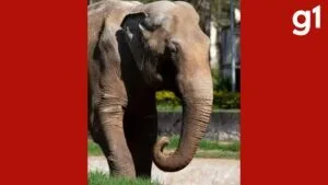 Elefante Sandro chega ao único santuário de elefantes do Brasil Elefante Sandro chega ao único santuário de elefantes do Brasil