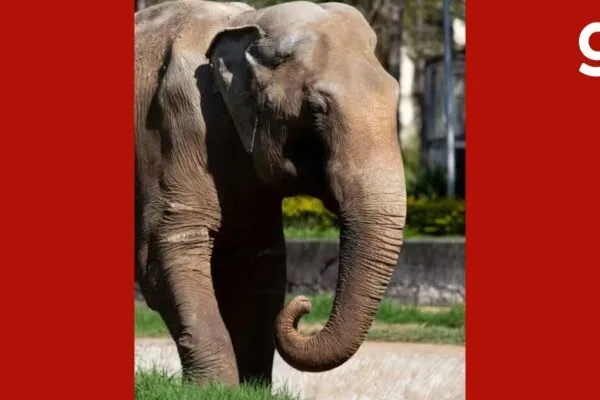 Elefante Sandro chega ao único santuário de elefantes do Brasil