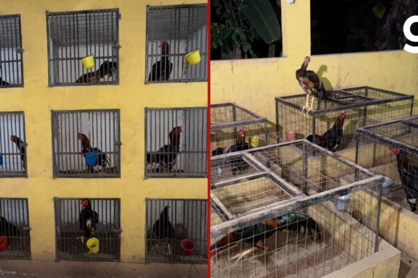 Rinha de galos transmitida ao vivo é fechada em Várzea Grande