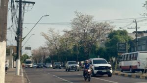 Ipês florescem e transformam visual de avenida em Manaus