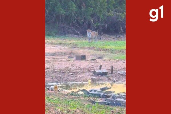 Onças-pintadas e jacarés dividem lagoa no Pantanal de MT