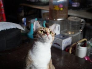 Vietnã prende 12 por quadrilha que roubou 2.700 gatos