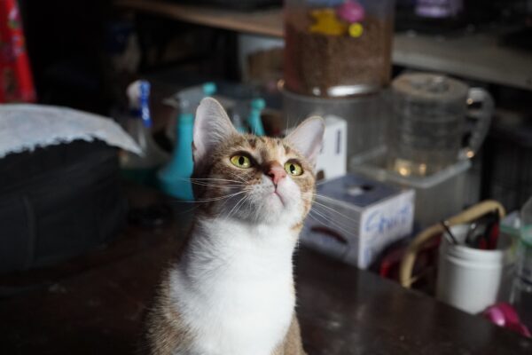 Vietnã prende 12 por quadrilha que roubou 2.700 gatos