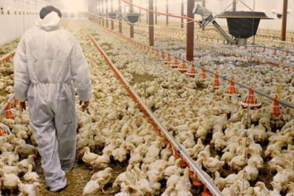 Gripe aviária é confirmada em aves de subsistência em Selbach, no RS