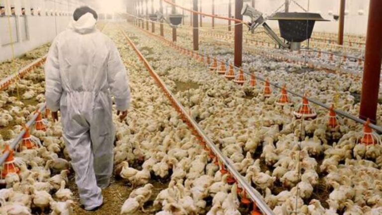 Gripe aviária é confirmada em aves de subsistência em Selbach, no RS