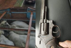 PM prende quatro suspeitos e recupera 20 bois furtados em Aquidauana