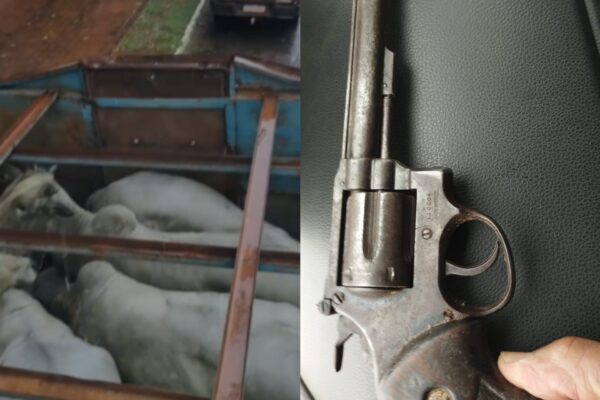 PM prende quatro suspeitos e recupera 20 bois furtados em Aquidauana