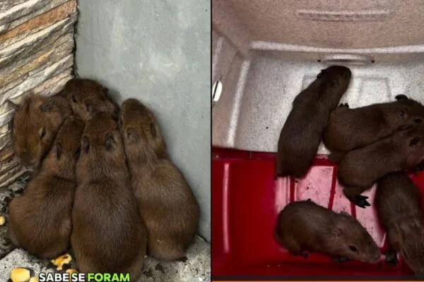 Cinco filhotes de capivara são resgatados em casa no Norte de SC