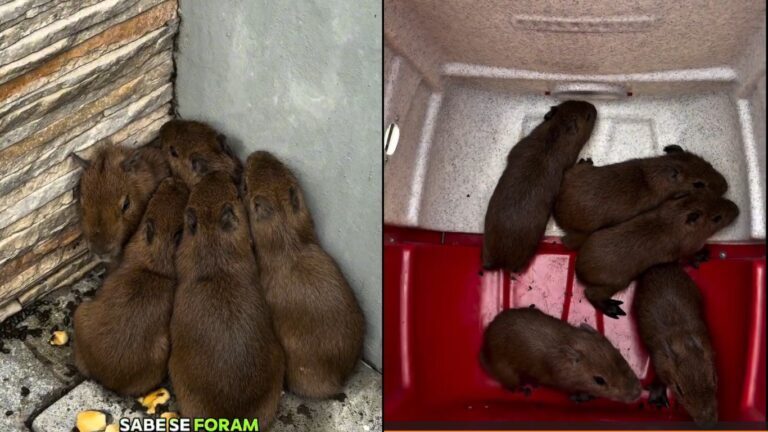 Cinco filhotes de capivara são resgatados em casa no Norte de SC