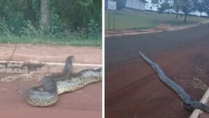 Sucuri de 5,5 metros é flagrada em parque de Porteirão, em Goiás