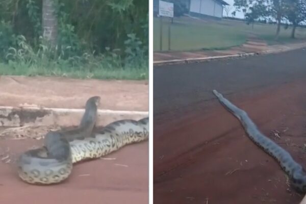Sucuri de 5,5 metros é flagrada em parque de Porteirão, em Goiás