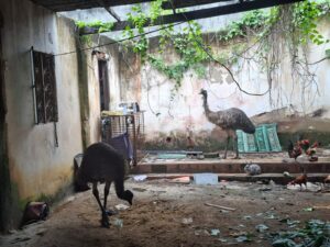 Dois emus resgatados no Rio são levados ao BioParque