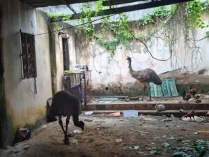 Dois emus resgatados no Rio são levados ao BioParque