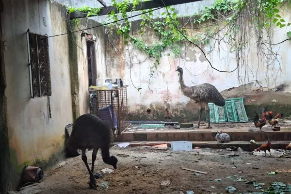 Dois emus resgatados no Rio são levados ao BioParque