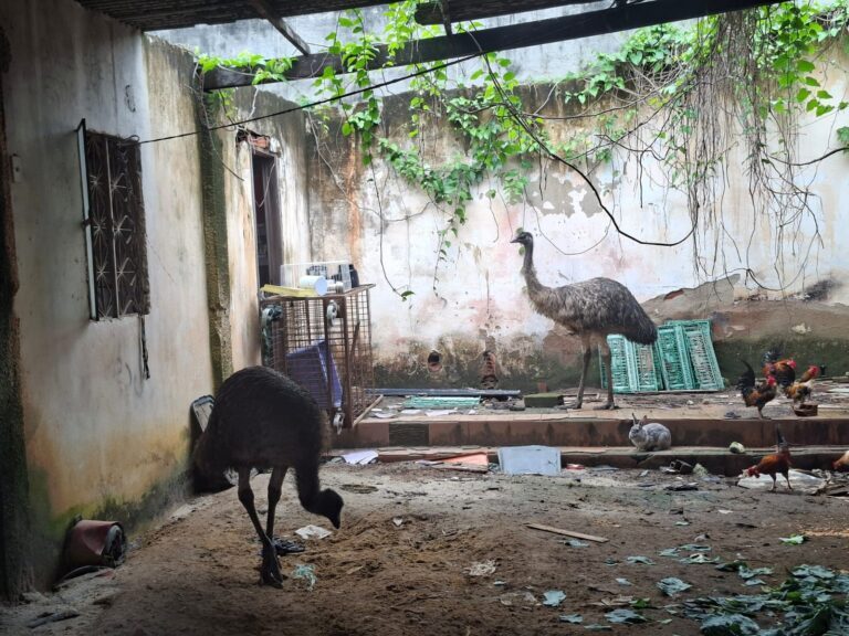 Dois emus resgatados no Rio são levados ao BioParque