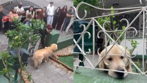Golden retriever recebe 300 visitantes em um dia no portão de casa em SC