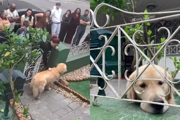 Golden retriever recebe 300 visitantes em um dia no portão de casa em SC