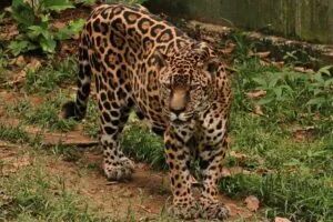 Onça Guardião completa 25 anos com festa em zoológico de Manaus Onça Guardião completa 25 anos com festa em zoológico de Manaus