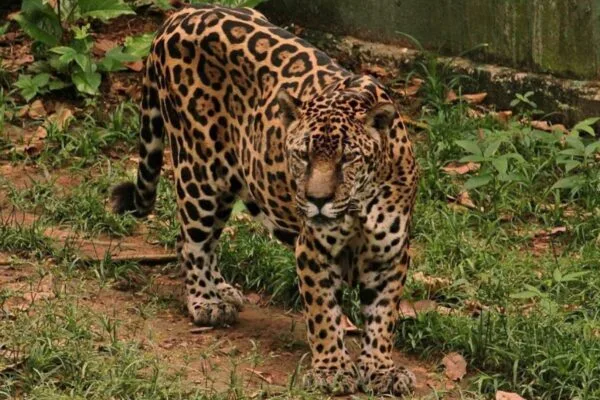 Onça Guardião completa 25 anos com festa em zoológico de Manaus
